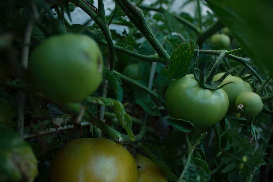 Green tomatoes on a vine