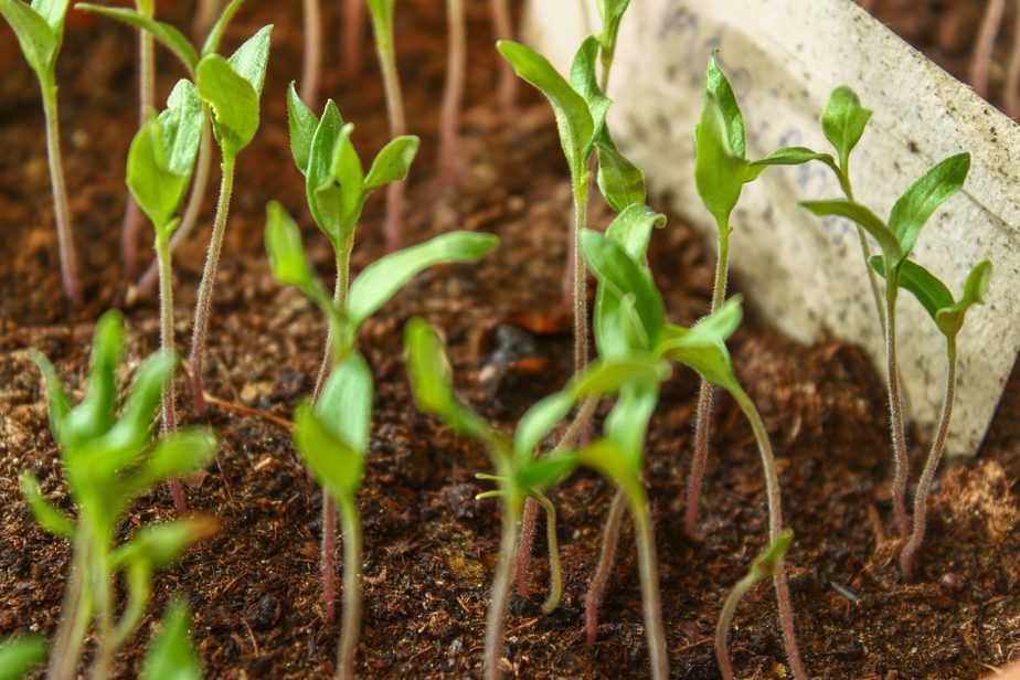 Seedlings