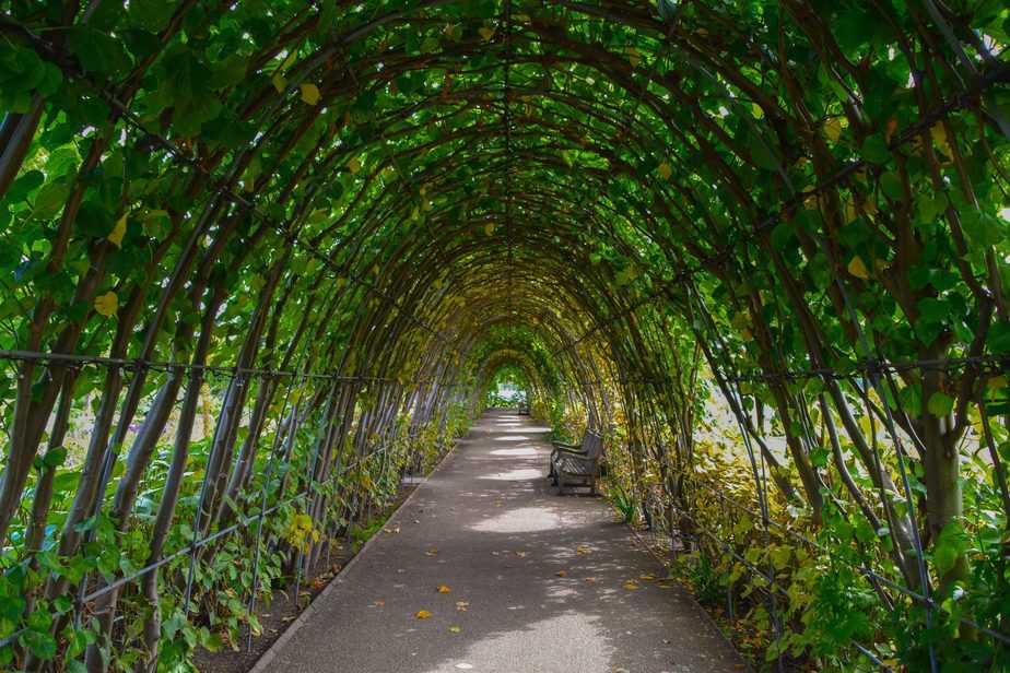 Archway with greenery growing on it.