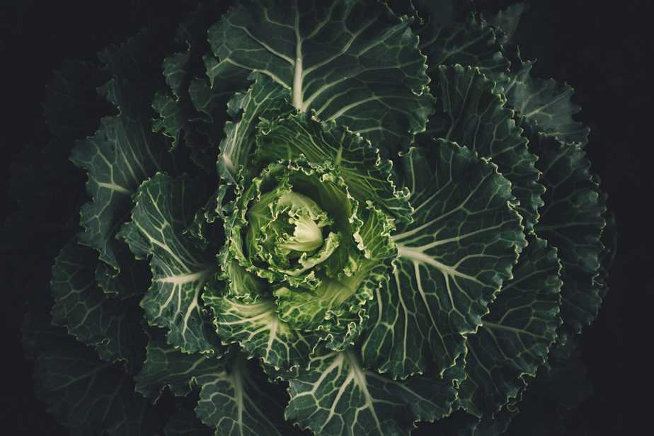 Cabbage sprouting
