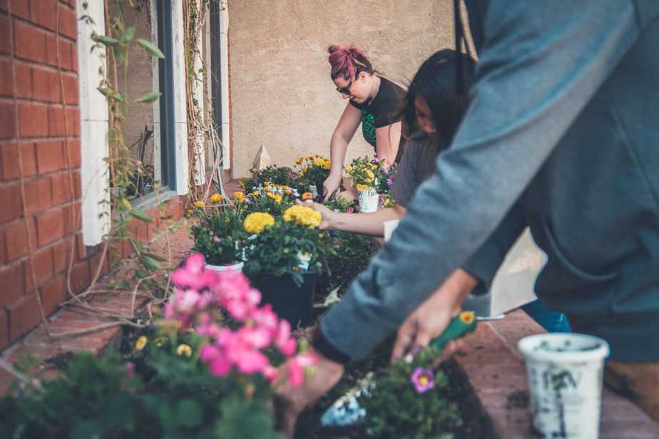 Pruning plants