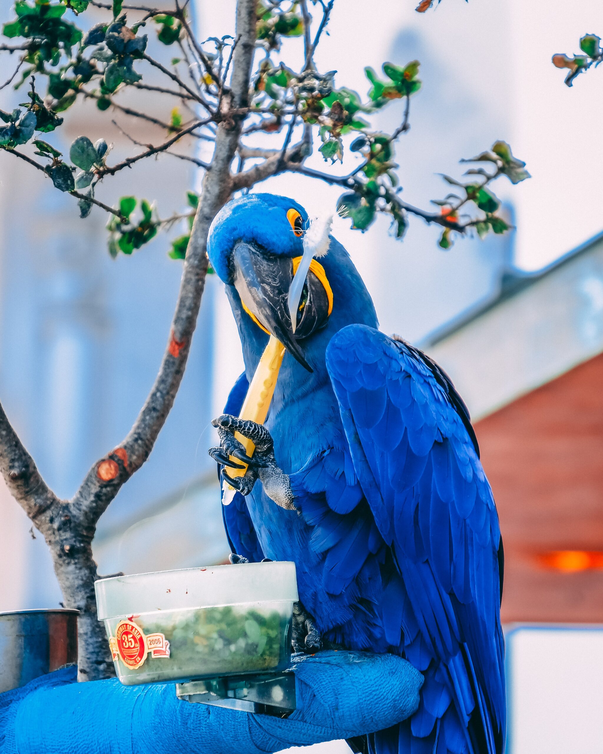 Blue parrot sitting on a blue pillow holding a toothbrush sitting in front of a clear bowl with green bird food in it.